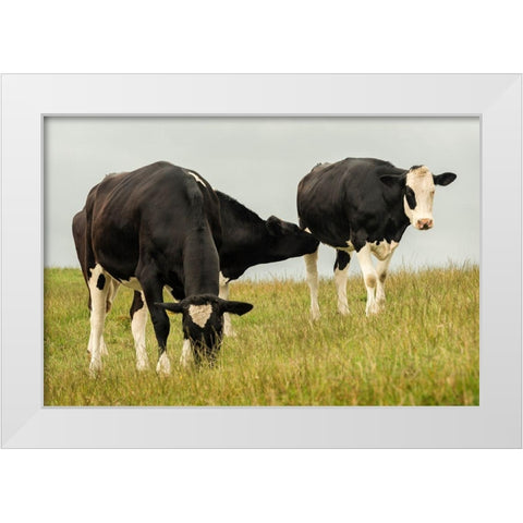 Country Cows White Modern Wood Framed Art Print by Amos, Andy