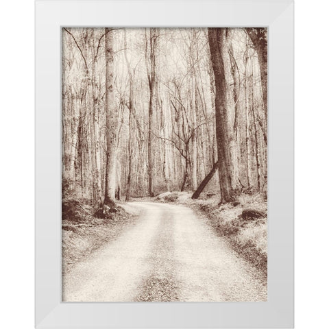 Road in the Woods White Modern Wood Framed Art Print by Amos, Andy