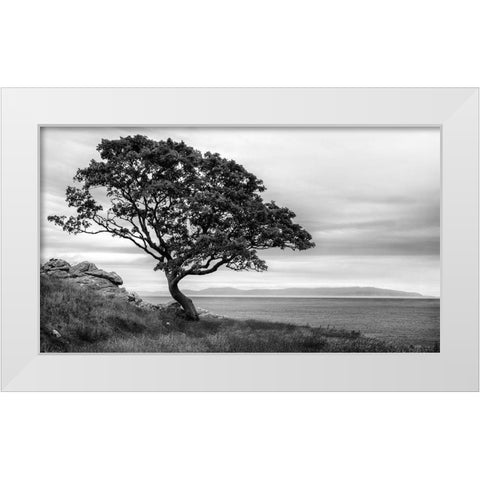 Bonsai Tree White Modern Wood Framed Art Print by Amos, Andy