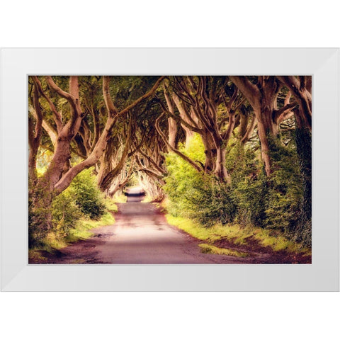 Wicked Trees Path White Modern Wood Framed Art Print by Amos, Andy