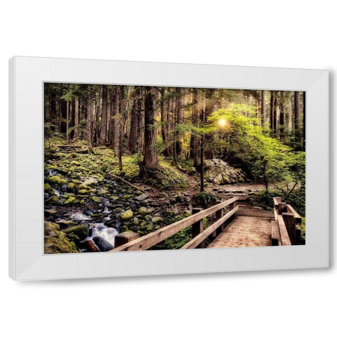 Nature Trails White Modern Wood Framed Art Print by Amos, Andy