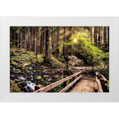 Nature Trails White Modern Wood Framed Art Print by Amos, Andy