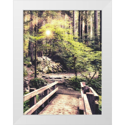 Sunlight on the Forest Path White Modern Wood Framed Art Print by Amos, Andy