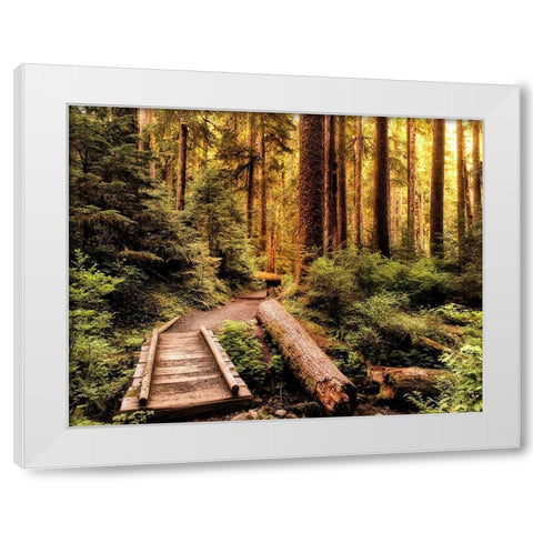 Nature Hiking Trail White Modern Wood Framed Art Print by Amos, Andy