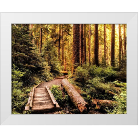 Nature Hiking Trail White Modern Wood Framed Art Print by Amos, Andy
