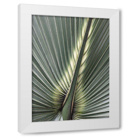 Organic Palm II White Modern Wood Framed Art Print by Amos, Andy