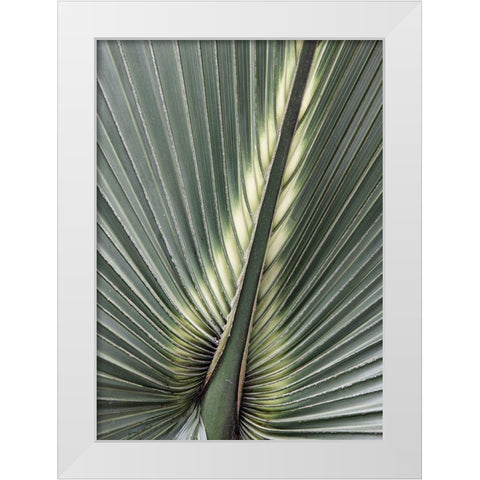 Organic Palm II White Modern Wood Framed Art Print by Amos, Andy