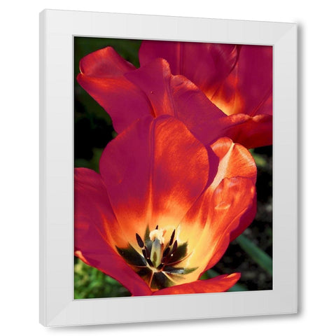 Romantic Tulips I White Modern Wood Framed Art Print by Peck, Gail