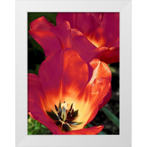 Romantic Tulips I White Modern Wood Framed Art Print by Peck, Gail