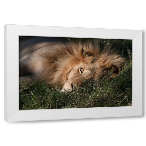 Sleeping Lion White Modern Wood Framed Art Print by Jimmyz