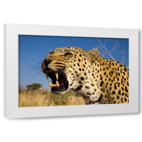 Fierce Leopard White Modern Wood Framed Art Print by Jimmyz
