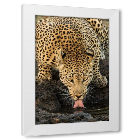 Leopard taking a Break White Modern Wood Framed Art Print by Jimmyz