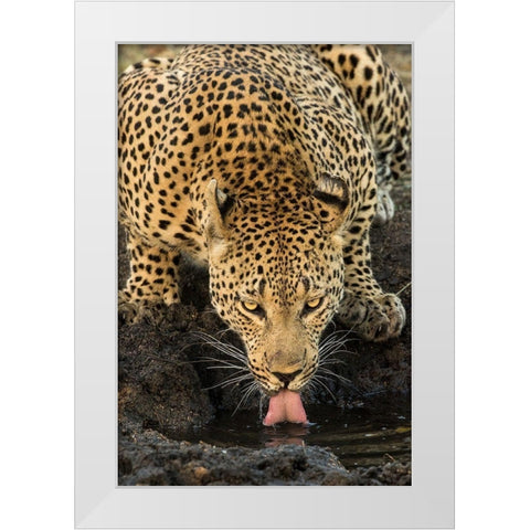 Leopard taking a Break White Modern Wood Framed Art Print by Jimmyz