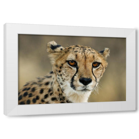 Cheetah Stare White Modern Wood Framed Art Print by Jimmyz