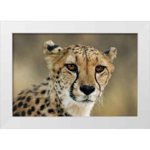 Cheetah Stare White Modern Wood Framed Art Print by Jimmyz