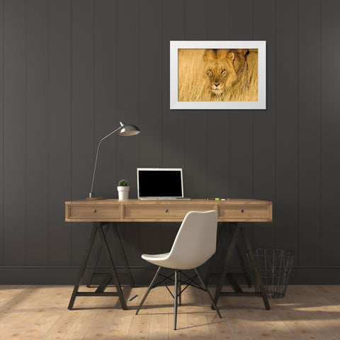 Lion Eyes White Modern Wood Framed Art Print by Jimmyz