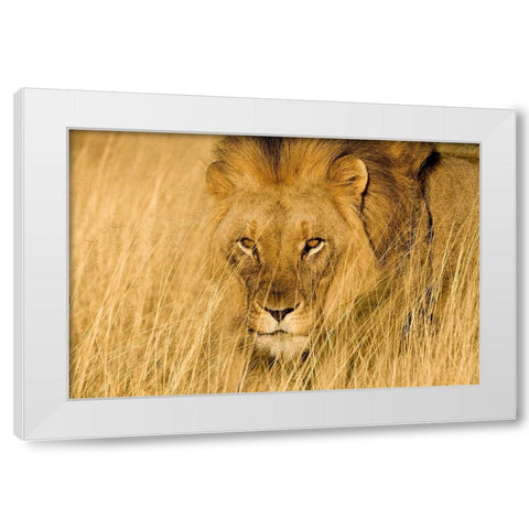 Lion Eyes White Modern Wood Framed Art Print by Jimmyz