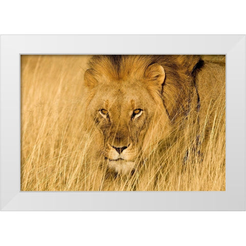 Lion Eyes White Modern Wood Framed Art Print by Jimmyz