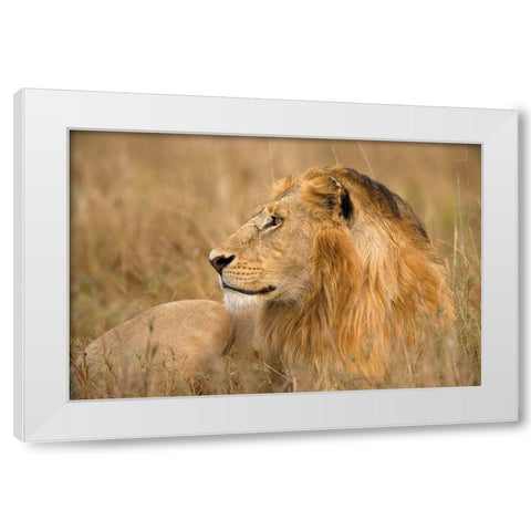 King of the Wild I White Modern Wood Framed Art Print by Jimmyz