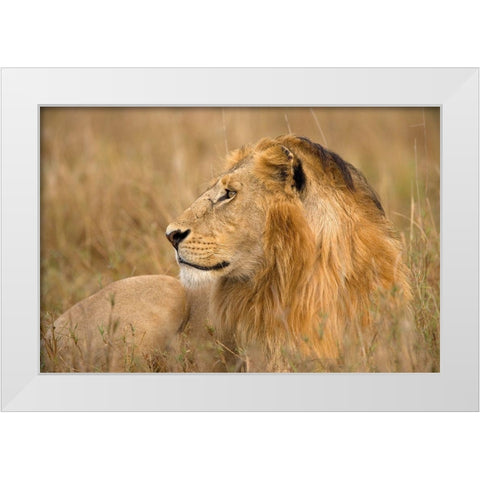King of the Wild I White Modern Wood Framed Art Print by Jimmyz