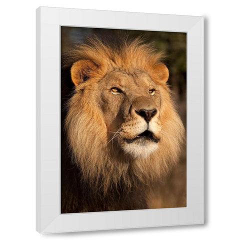 Lion at Sunset White Modern Wood Framed Art Print by Jimmyz