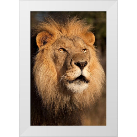 Lion at Sunset White Modern Wood Framed Art Print by Jimmyz