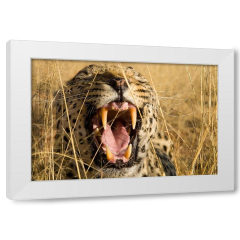 Leopard Growl White Modern Wood Framed Art Print by Jimmyz