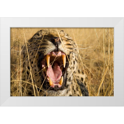 Leopard Growl White Modern Wood Framed Art Print by Jimmyz