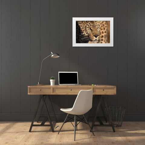 Cheetah Stare White Modern Wood Framed Art Print by Jimmyz