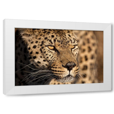 Cheetah Stare White Modern Wood Framed Art Print by Jimmyz