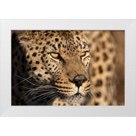 Cheetah Stare White Modern Wood Framed Art Print by Jimmyz