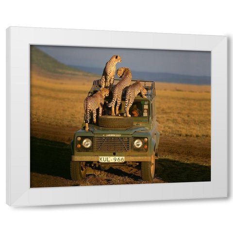 Cheetahs on Safari White Modern Wood Framed Art Print by Jimmyz