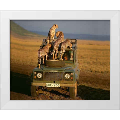 Cheetahs on Safari White Modern Wood Framed Art Print by Jimmyz
