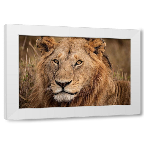 King of the Wild II White Modern Wood Framed Art Print by Jimmyz