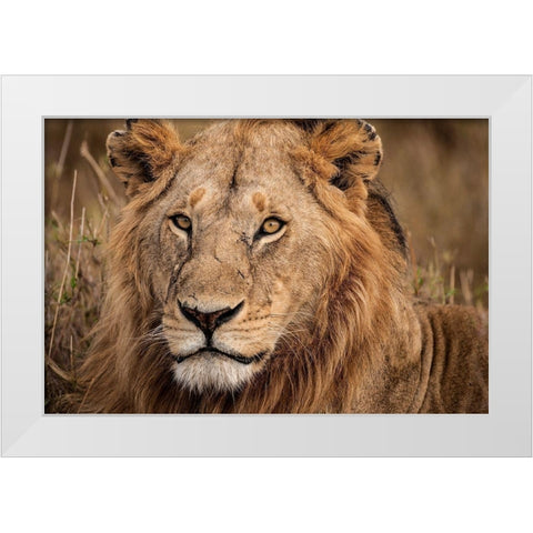 King of the Wild II White Modern Wood Framed Art Print by Jimmyz