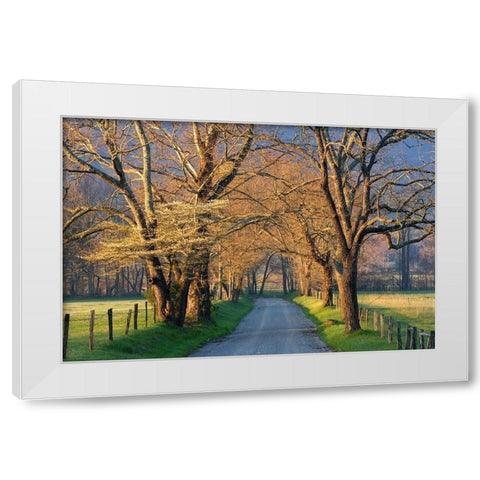 Sunset Path White Modern Wood Framed Art Print by Jimmyz