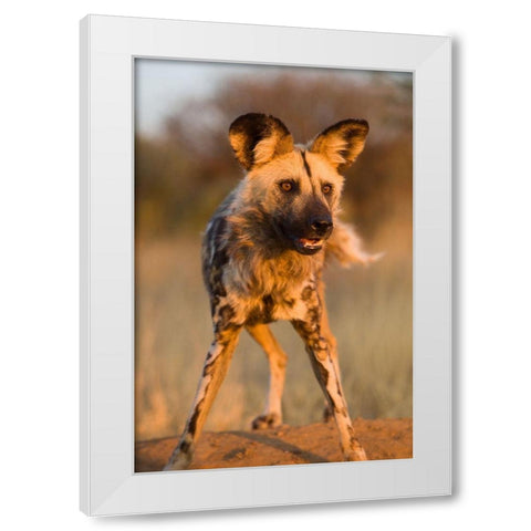 Hyena Stare White Modern Wood Framed Art Print by Jimmyz