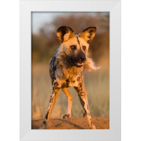 Hyena Stare White Modern Wood Framed Art Print by Jimmyz