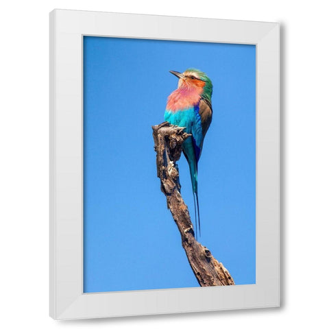 Hummingbird Sight White Modern Wood Framed Art Print by Jimmyz