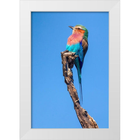 Hummingbird Sight White Modern Wood Framed Art Print by Jimmyz