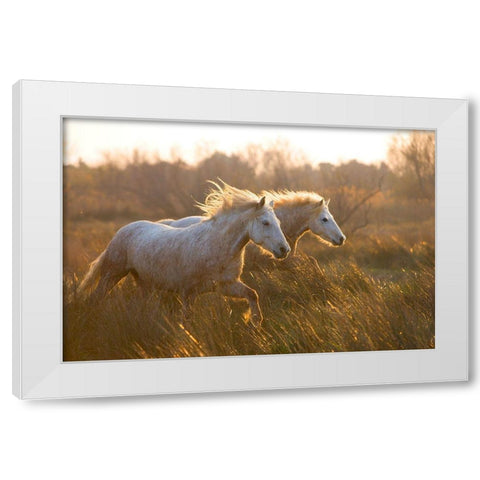 Two Horses Galloping White Modern Wood Framed Art Print by Jimmyz