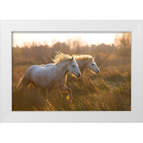 Two Horses Galloping White Modern Wood Framed Art Print by Jimmyz