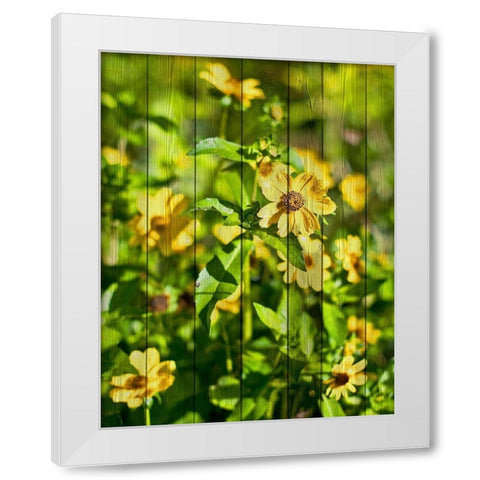 Daisies on Wood White Modern Wood Framed Art Print by Nawrocke, Bruce