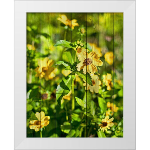 Daisies on Wood White Modern Wood Framed Art Print by Nawrocke, Bruce