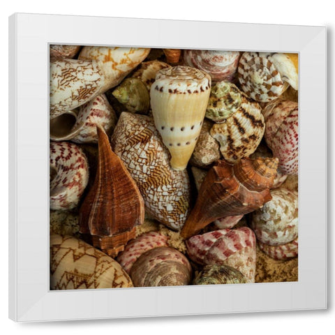 Mini Conch Shells I White Modern Wood Framed Art Print by Amos, Andy