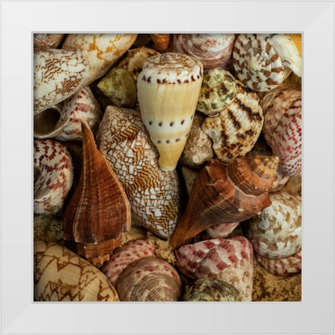 Mini Conch Shells I White Modern Wood Framed Art Print by Amos, Andy