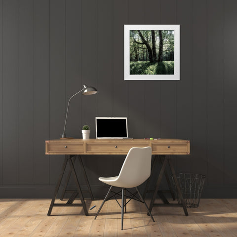 Forest Morning White Modern Wood Framed Art Print by Amos, Andy