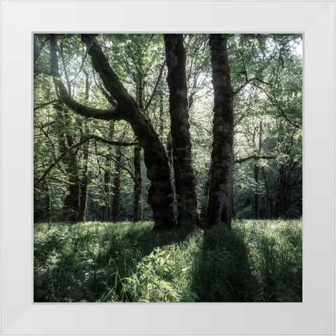 Forest Morning White Modern Wood Framed Art Print by Amos, Andy