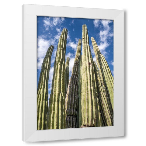 Tall Garden of Cactus White Modern Wood Framed Art Print by Bill Carson Photography