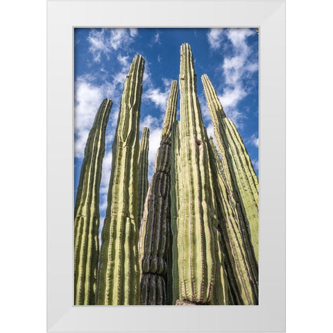 Tall Garden of Cactus White Modern Wood Framed Art Print by Bill Carson Photography